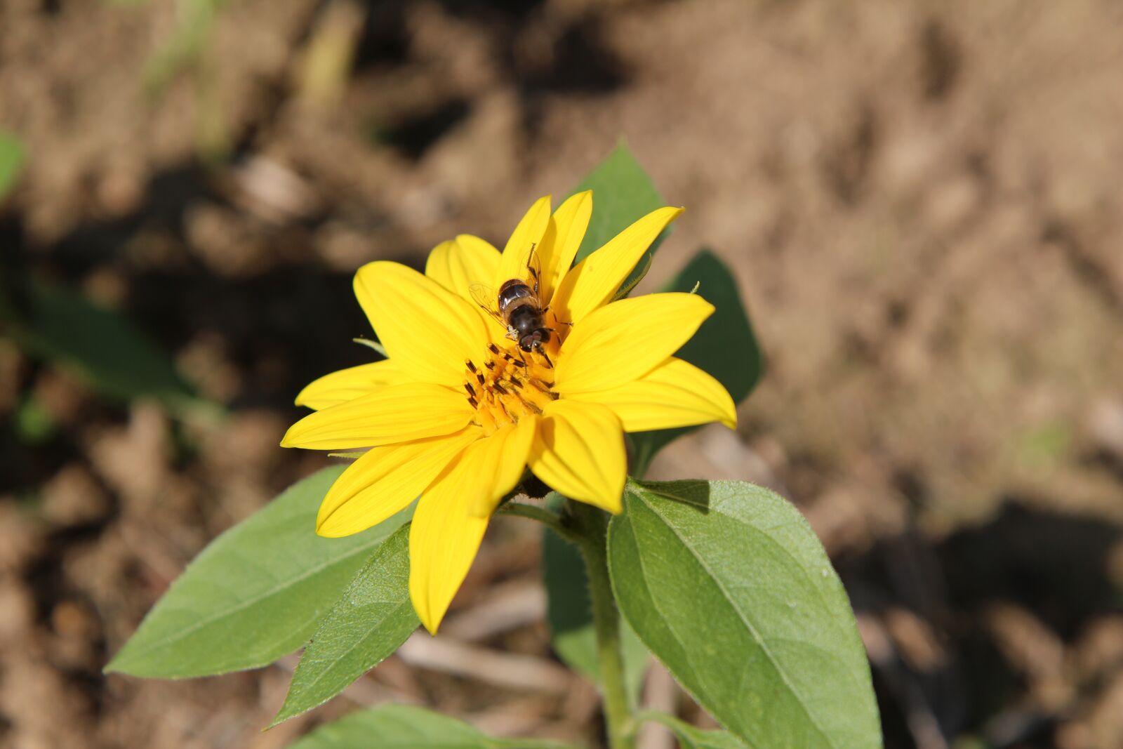 Canon EOS 600D (Rebel EOS T3i / EOS Kiss X5) sample photo. Sunflower, mini sunflower, insect photography
