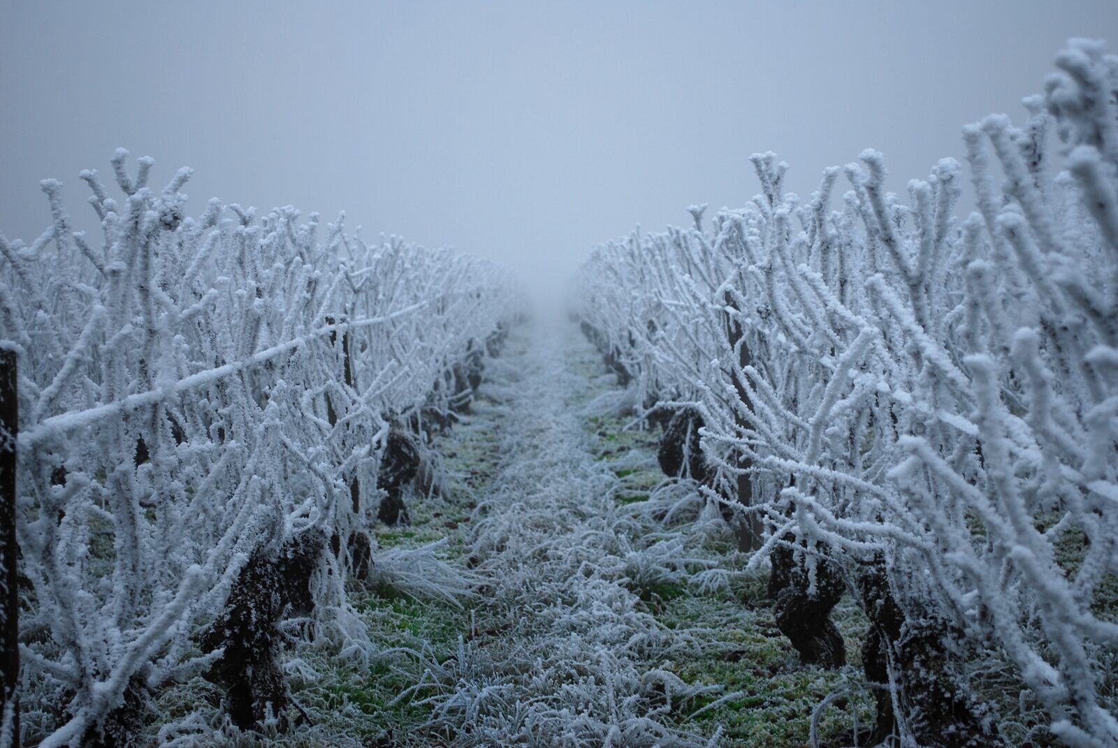 Nikon D60 sample photo. Vine, gel, winter photography