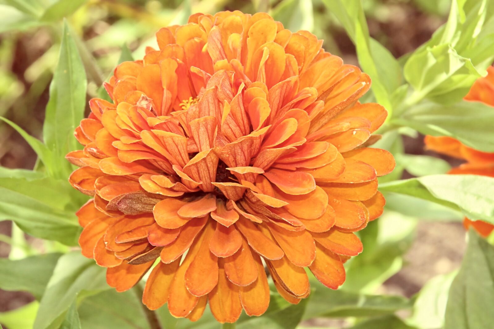 Canon EOS 1200D (EOS Rebel T5 / EOS Kiss X70 / EOS Hi) sample photo. Dahlia, dahlia garden, blossom photography