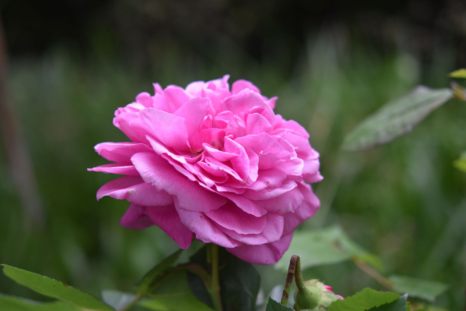 Nikon D5600 sample photo. Pink, pink color pink photography