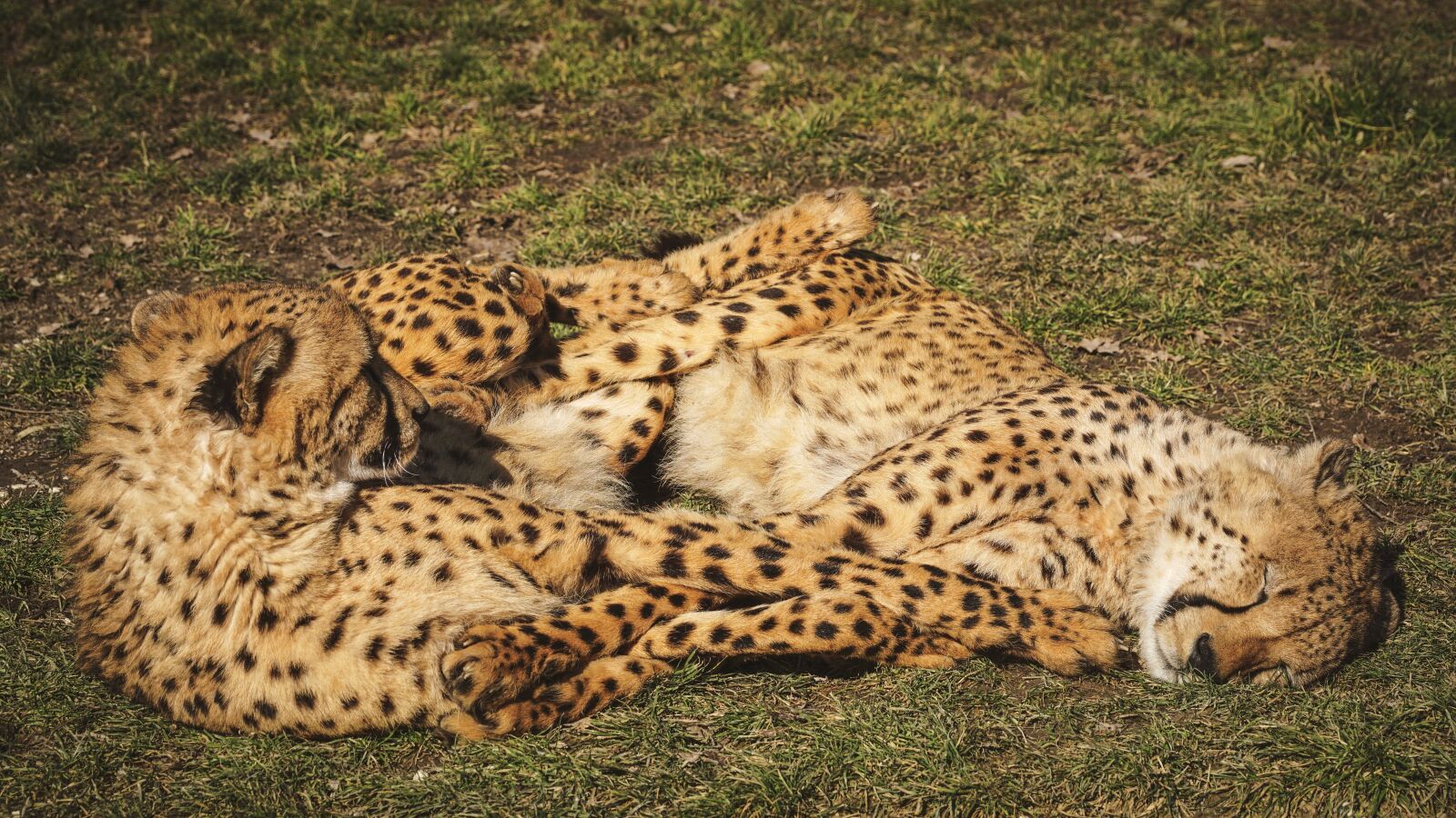 Sony DT 55-300mm F4.5-5.6 SAM sample photo. Cheetah, zoo, predator photography