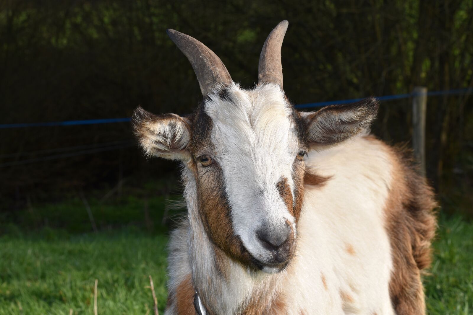 Nikon D5600 sample photo. Goat, portrait pet goat photography