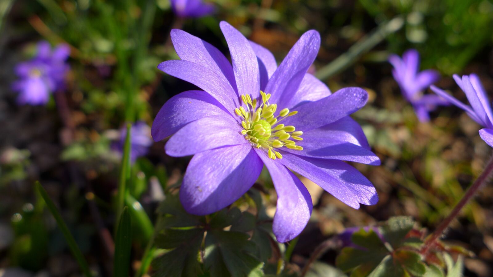 Panasonic Lumix DMC-LX7 sample photo. Anemone, violet, purple photography