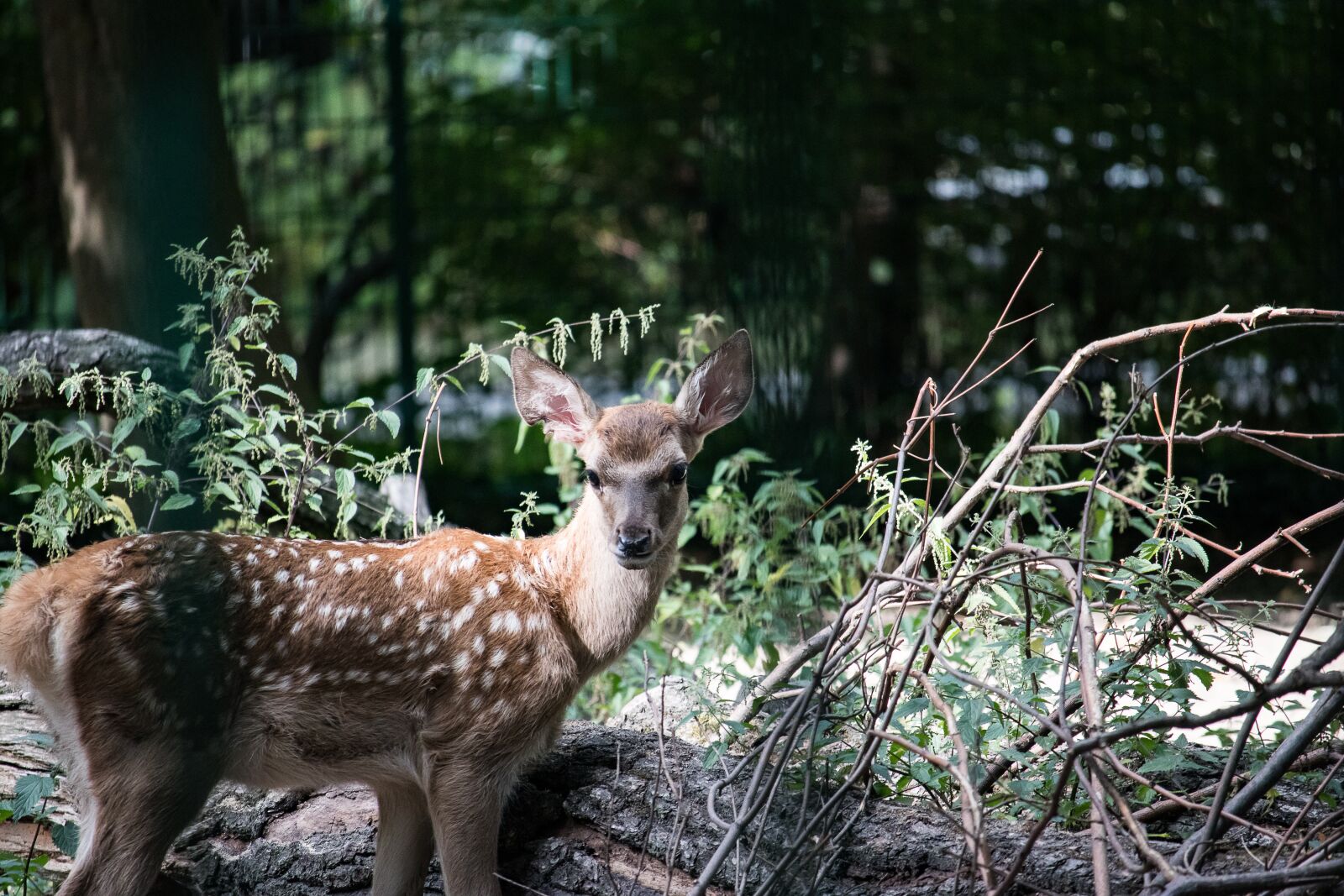 Canon EF-S 55-250mm F4-5.6 IS STM sample photo. Bukhara deer, hirsch, young photography
