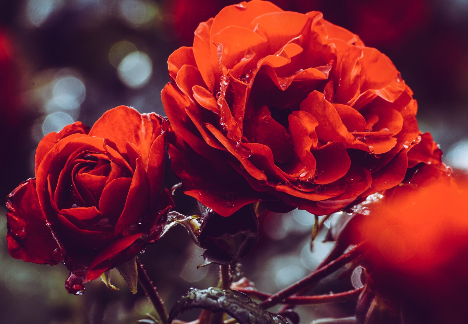 Nikon D610 sample photo. Rose, red, noble photography