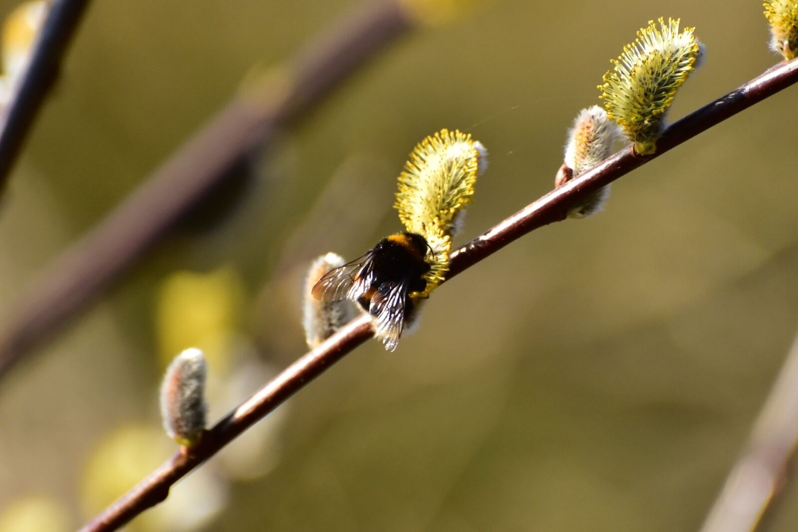 Nikon D750 sample photo. Willow catkin, hummel, harbinger photography