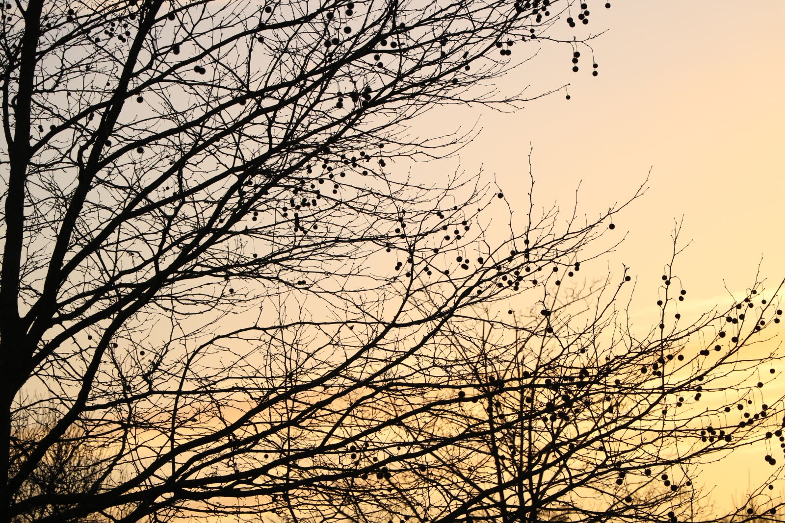 Canon EOS 760D (EOS Rebel T6s / EOS 8000D) sample photo. Sky, tree, nature photography