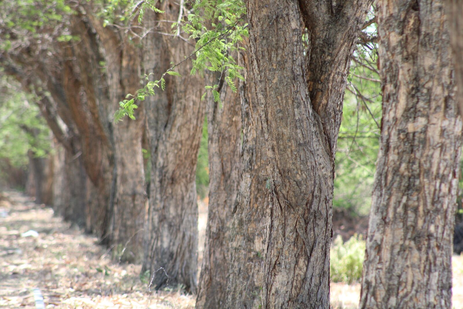 Canon EF75-300mm f/4-5.6 sample photo. Tree, nature, landscape photography