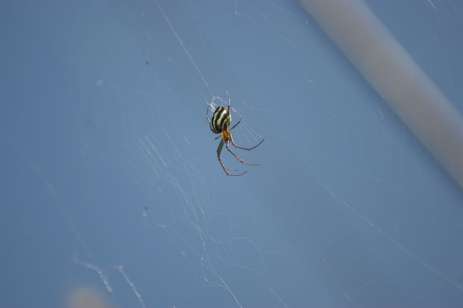 Sony Alpha DSLR-A390 sample photo. Insects, nature, the photography