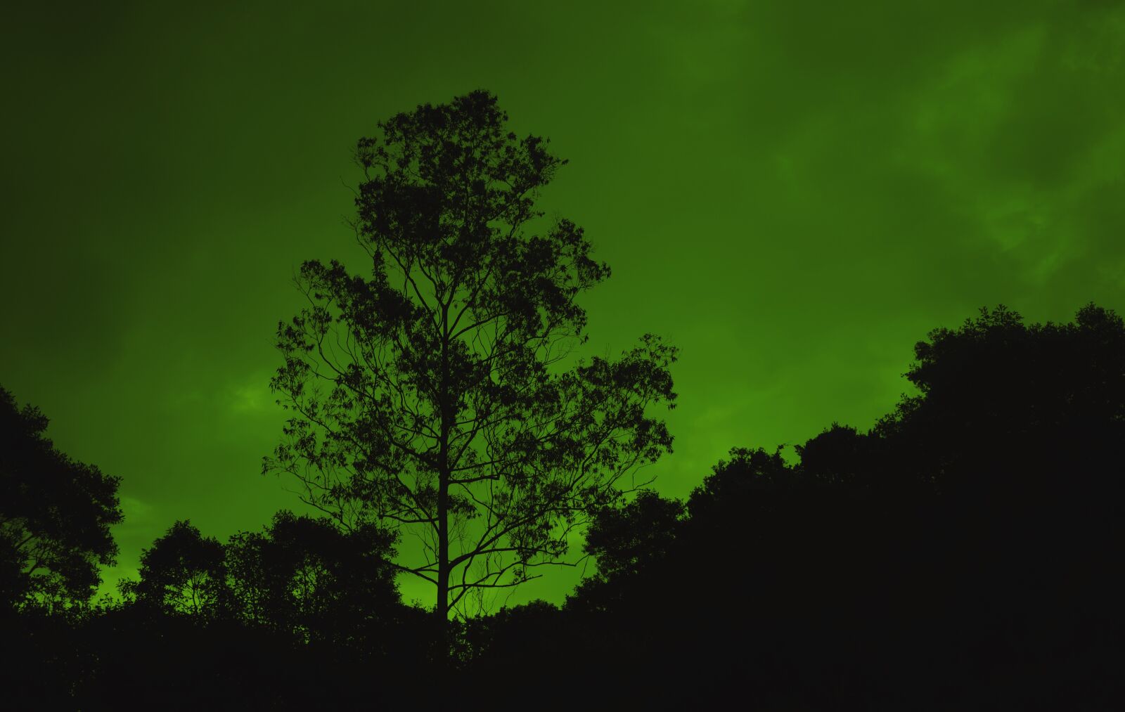 Nikon D5300 sample photo. Tree, large tree, silhouette photography