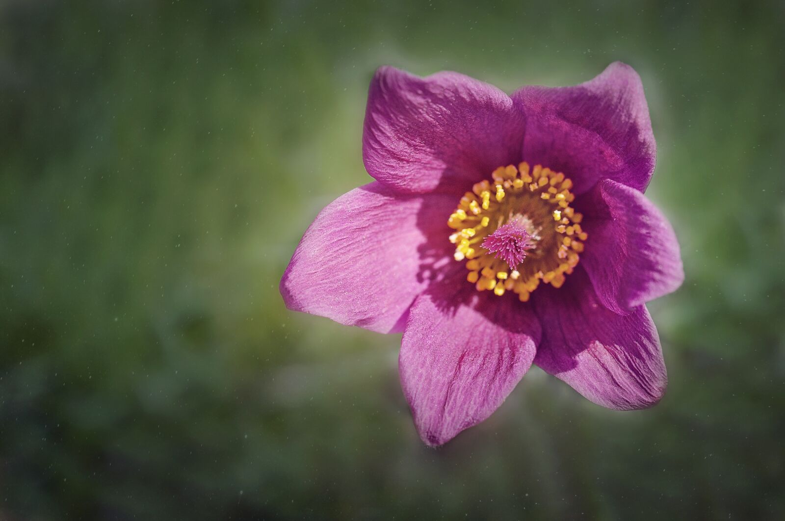 Nikon D90 sample photo. Pasque flower, common pasque photography