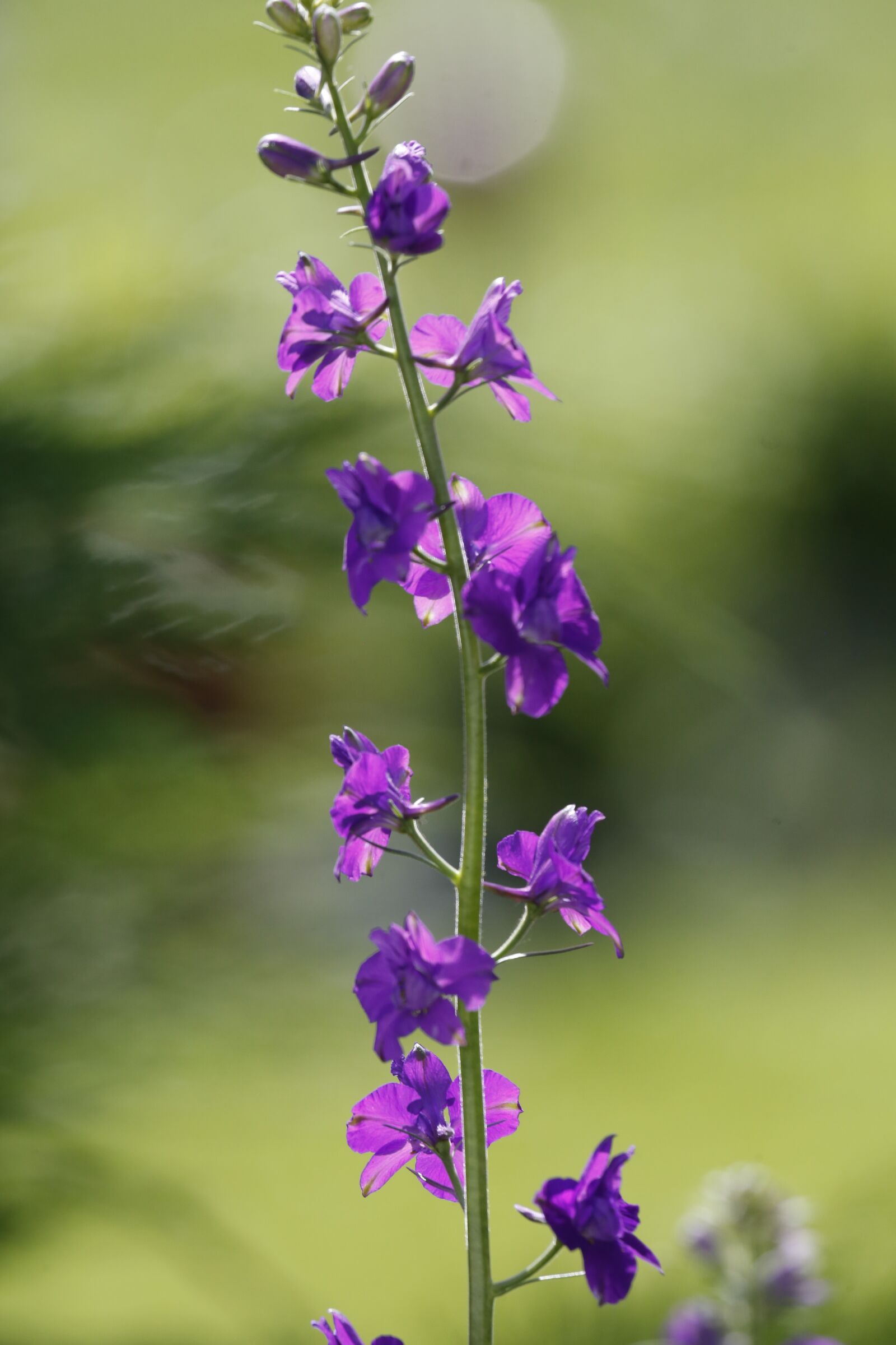 Canon EF 100-400mm F4.5-5.6L IS USM sample photo. Flowers, spring, summer photography