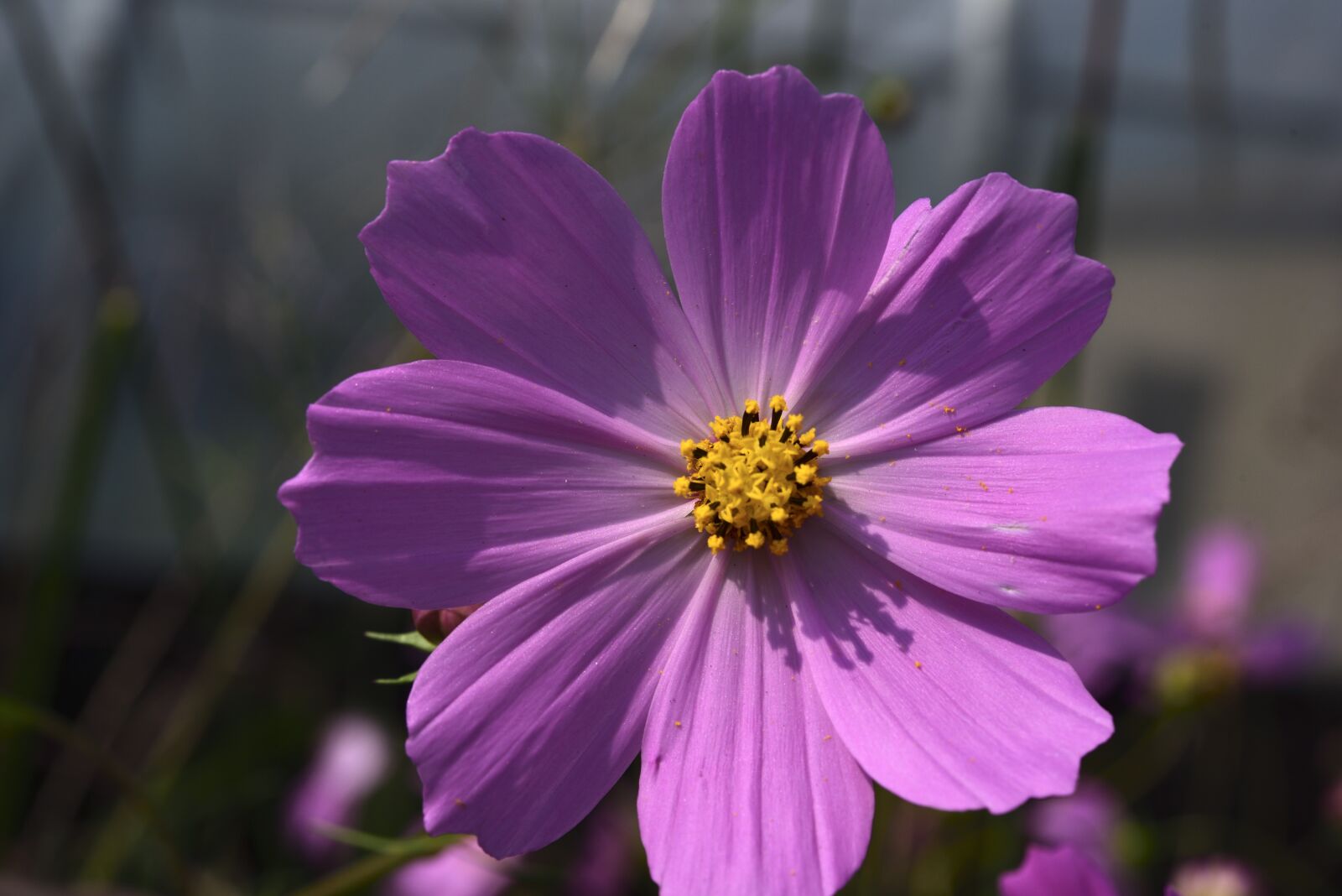 Nikon D750 sample photo. Cosmos factory, flowers, affix photography