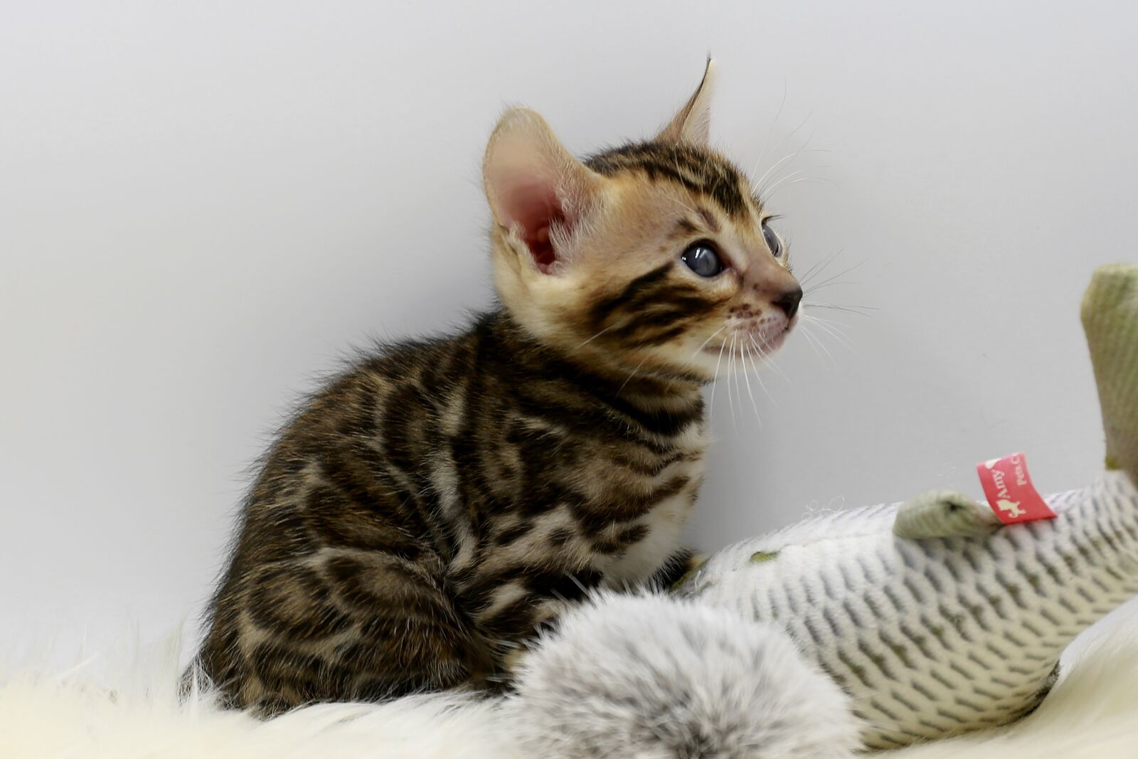 Canon EOS 5D Mark III sample photo. Cat, animal, tiger photography