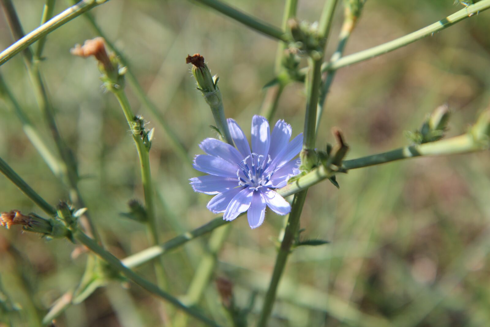 Canon EOS 600D (Rebel EOS T3i / EOS Kiss X5) sample photo. Flowers, flowering, blue flowers photography