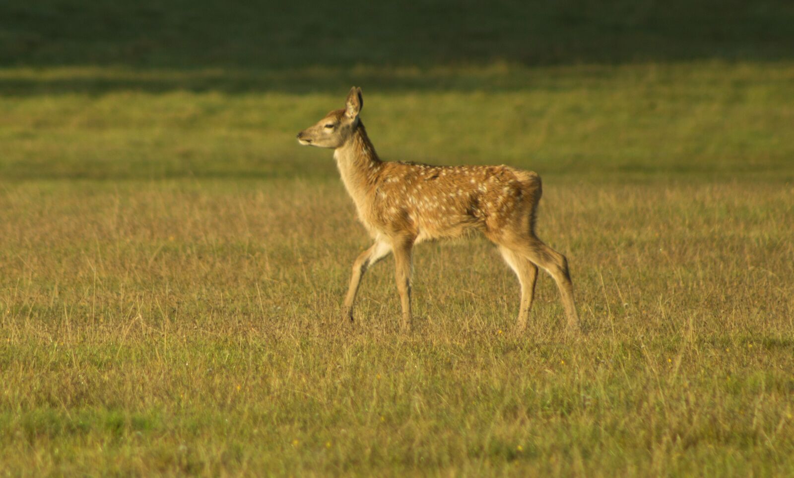 Canon EF 75-300mm f/4-5.6 sample photo. Fawn, bambi, cute photography