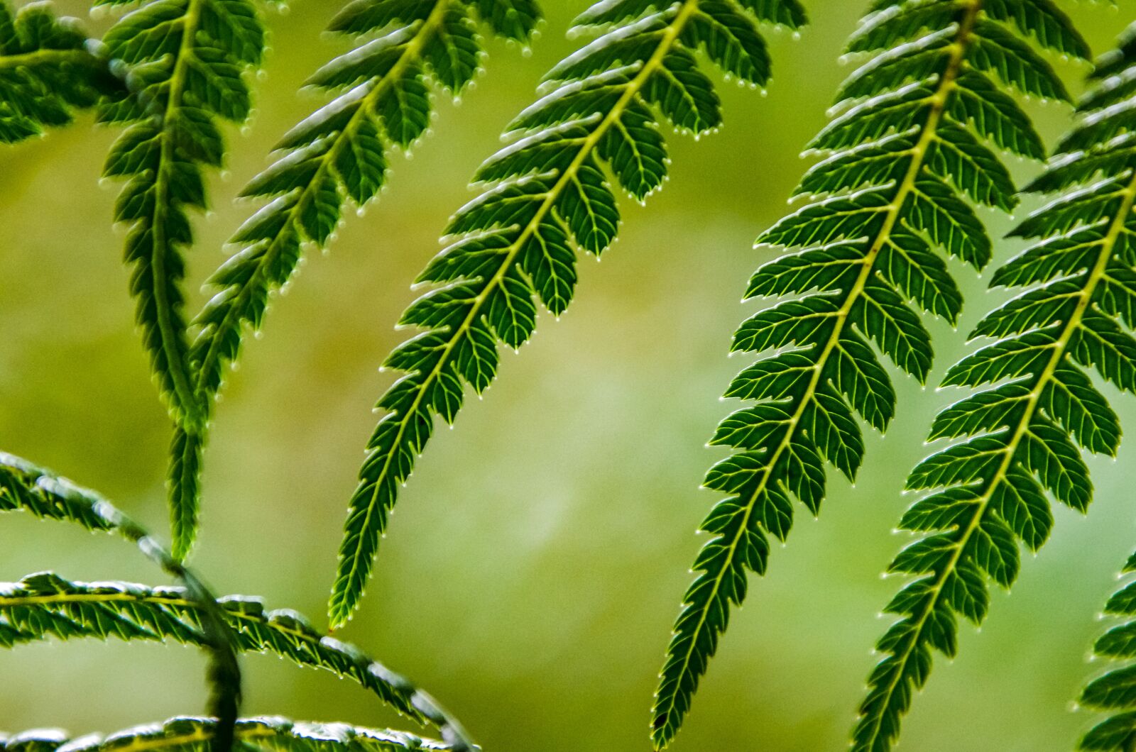 Tamron AF 28-300mm F3.5-6.3 XR Di LD Aspherical (IF) Macro sample photo. Fern, green, nature photography