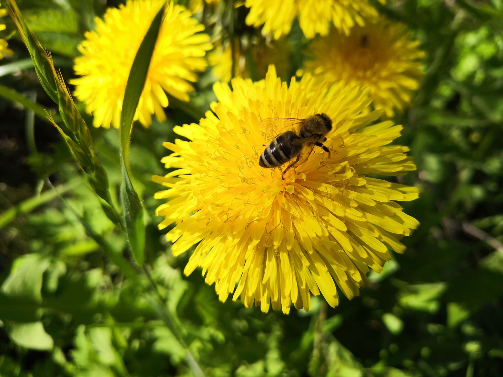 HUAWEI Honor 10 sample photo. Dandelion, bee, grass photography