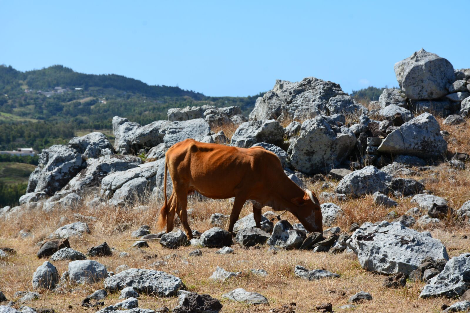 Nikon D7100 sample photo. Landscape, cattle, rocks photography