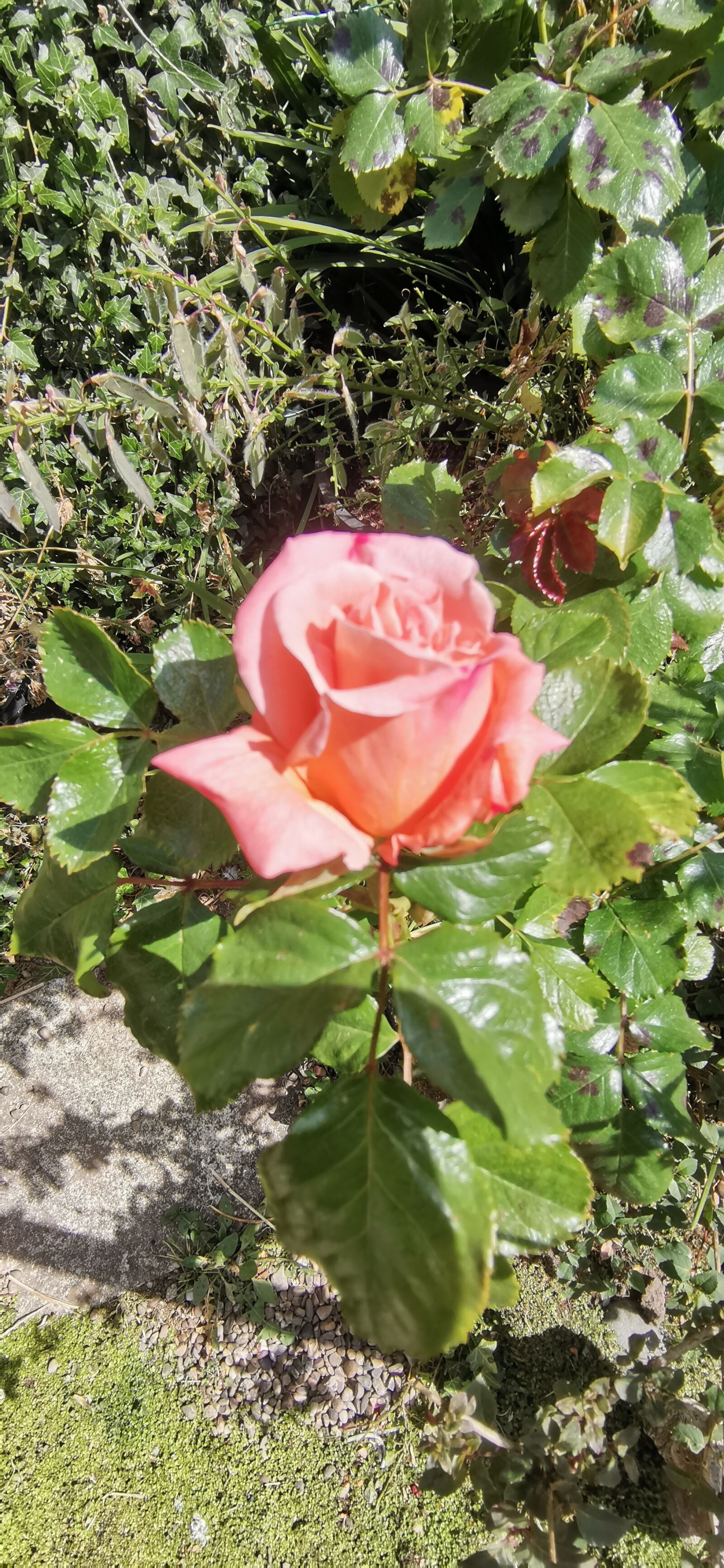 HUAWEI YAL-L21 sample photo. Rose, pink, flower photography