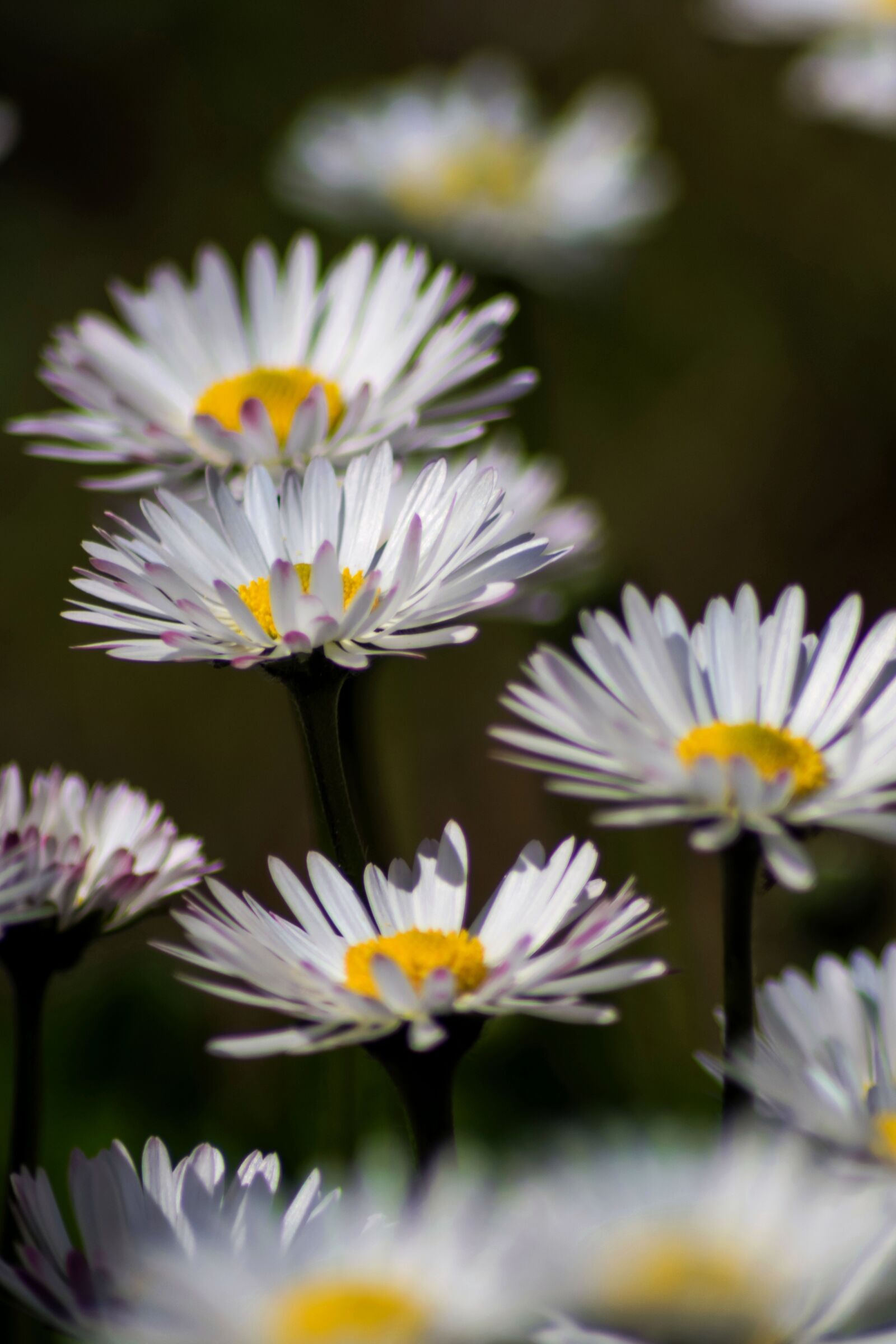 Nikon D7200 sample photo. Daisies, spring, nature photography