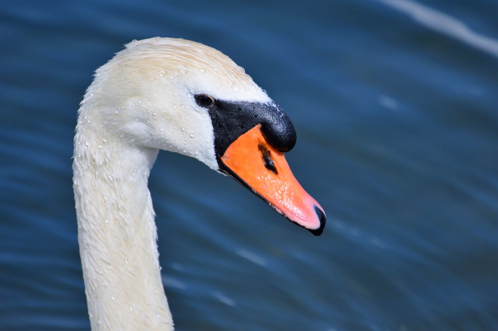 Nikon D3200 sample photo. Swan, swan head, water photography