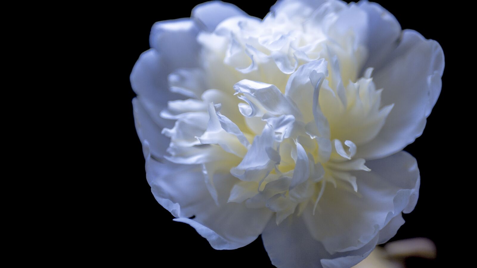 LUMIX G 25/F1.7 sample photo. Flower, chinese herbaceous peony photography