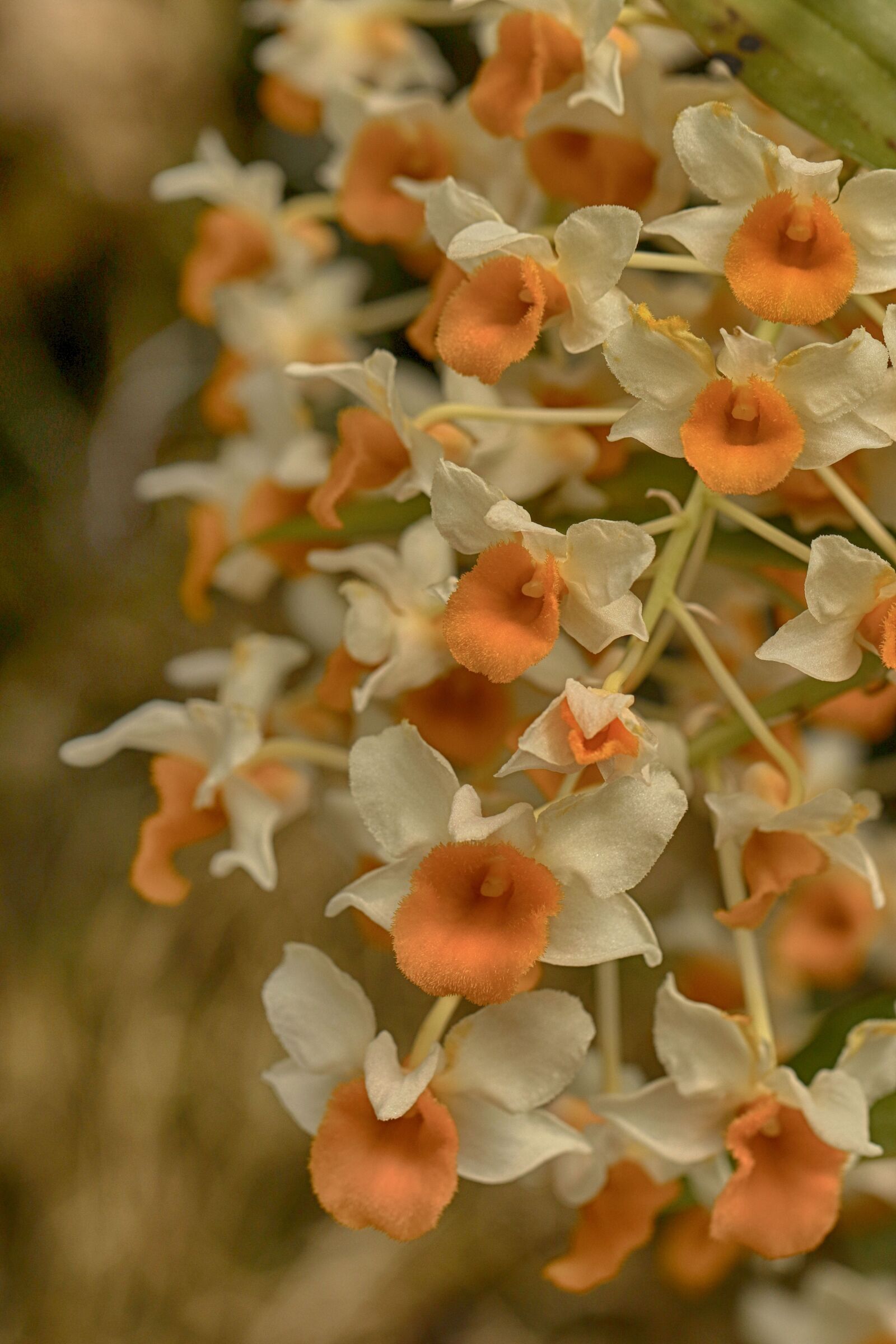 Canon EOS 7D Mark II sample photo. Flower, garden flower, floral photography