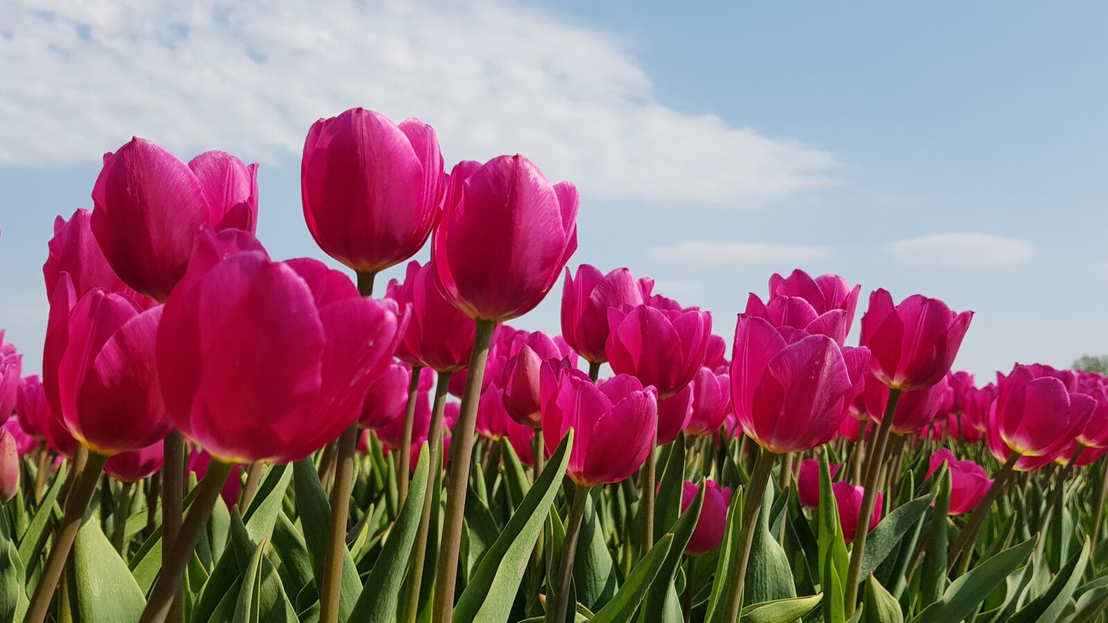 Samsung Galaxy S8 sample photo. Tulips, bulbs, tulip photography