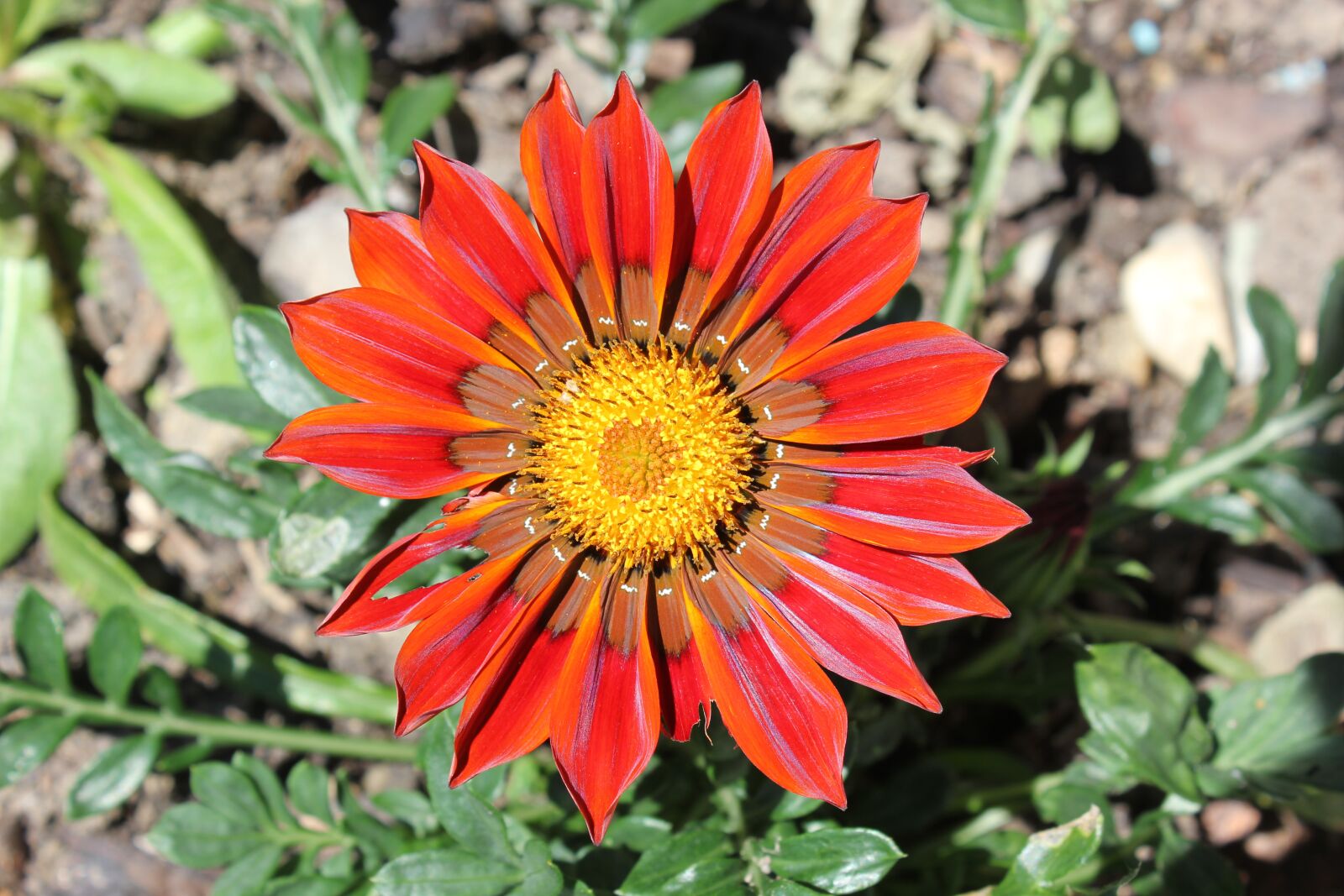 Canon EOS 550D (EOS Rebel T2i / EOS Kiss X4) sample photo. Flower, gold noon, gazanie photography