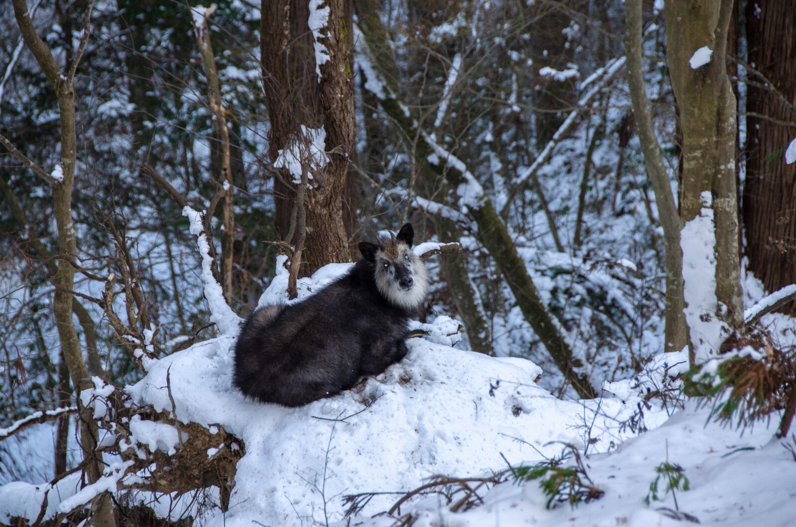 Nikon D5100 sample photo. Serow, japanese, goat photography