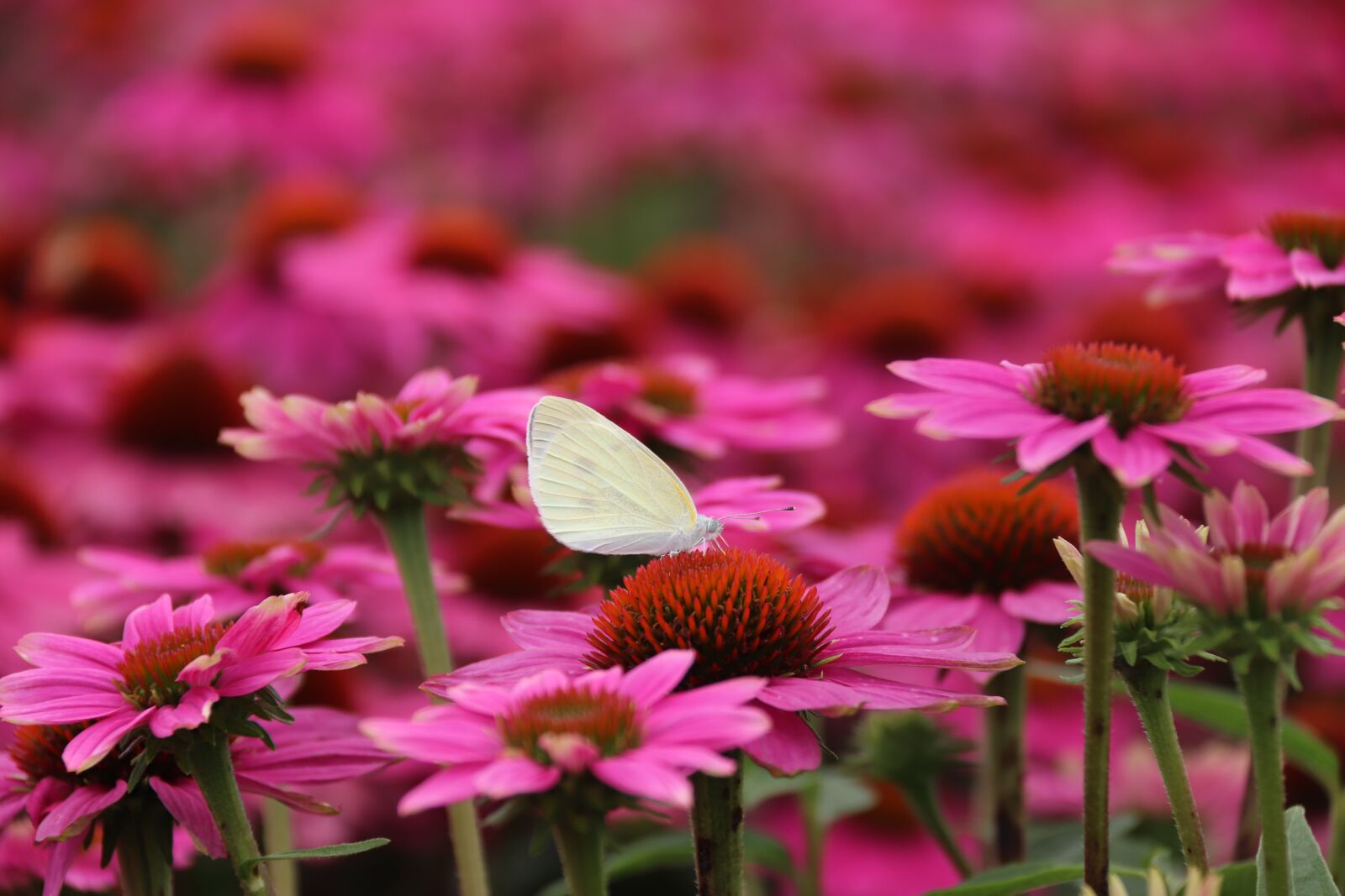Canon EOS 800D (EOS Rebel T7i / EOS Kiss X9i) sample photo. Coneflower, cone flower, butterfly photography