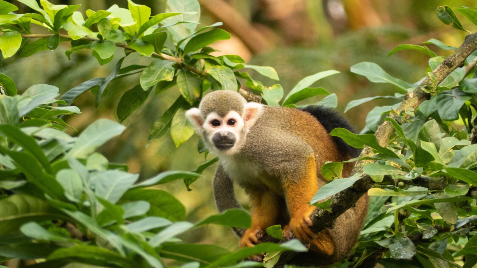 Panasonic Lumix DMC-FZ300 sample photo. Squirrel monkey, monkey, primate photography