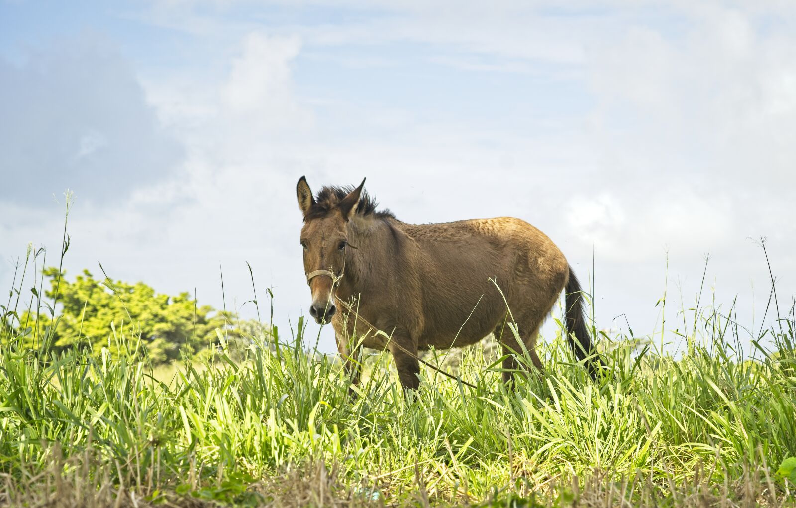 Sony FE 24-105mm F4 G OSS sample photo. Mule, equine, ears photography