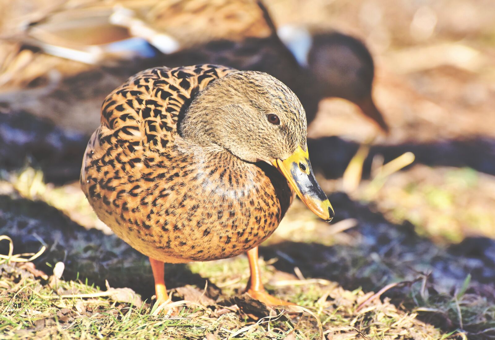 Nikon D7200 sample photo. Mallard, duck, water bird photography