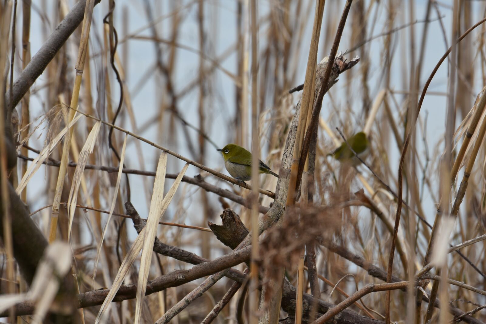 Nikon D7200 sample photo. Natural, landscape, forest photography