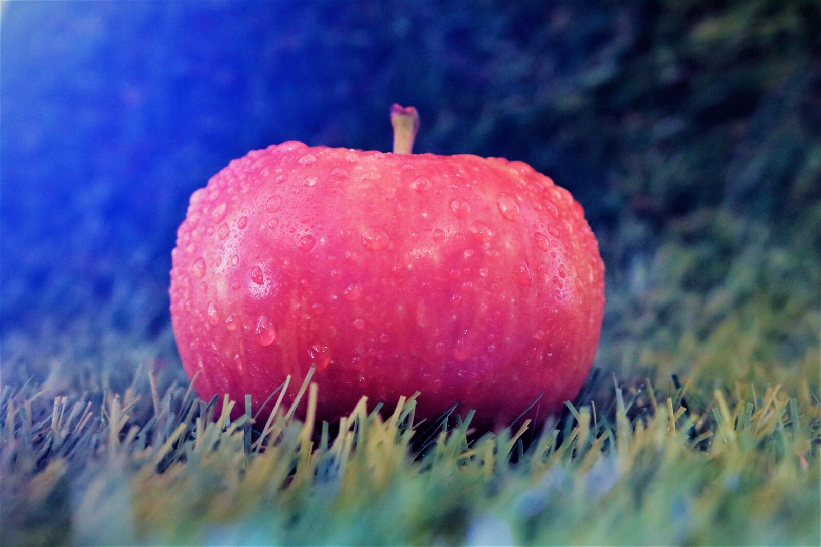 Canon EOS 750D (EOS Rebel T6i / EOS Kiss X8i) sample photo. Apple, meadow, filter photography