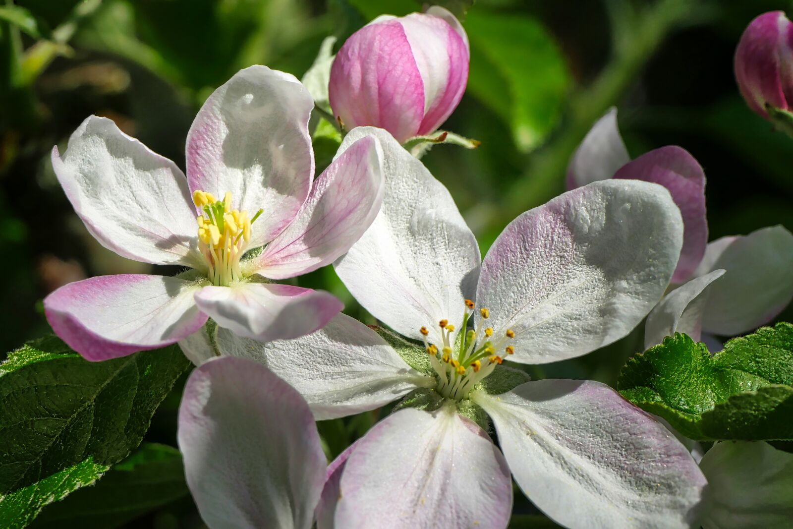 Panasonic Lumix DMC-GX8 sample photo. Flower, nature, plant photography