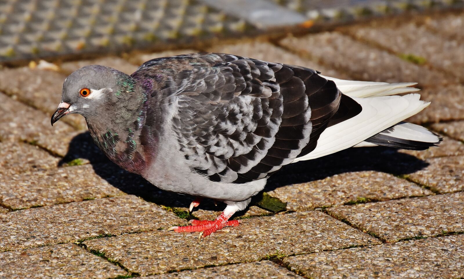 Nikon D7200 sample photo. City pigeon, foraging, dove photography