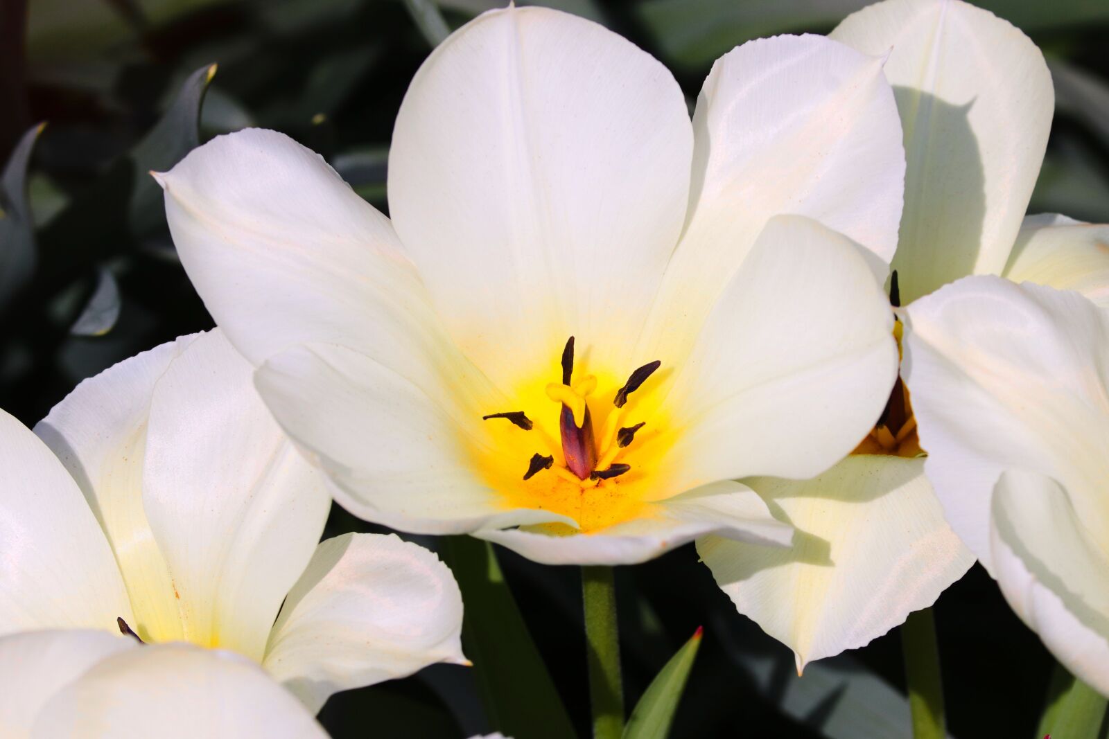 Canon EOS 200D (EOS Rebel SL2 / EOS Kiss X9) sample photo. Wild tulip, tulipa sylvestris photography