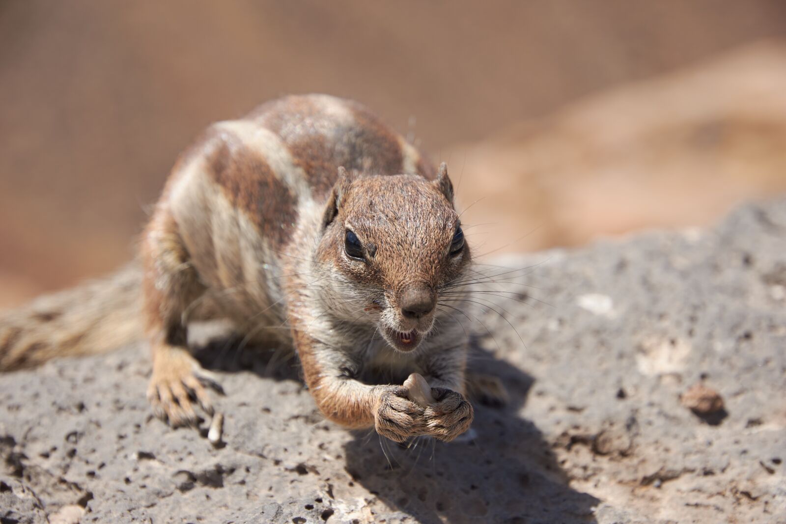 Nikon D7200 sample photo. Gophers, chipmunk, nager photography