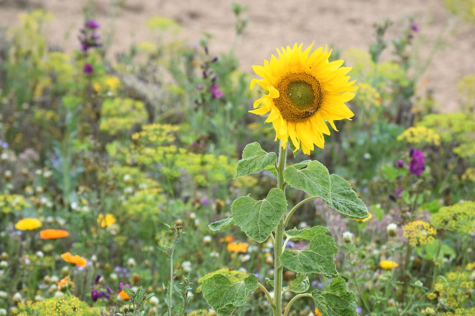 Nikon D5300 sample photo. Blührandstreifen, sunflower, bee photography