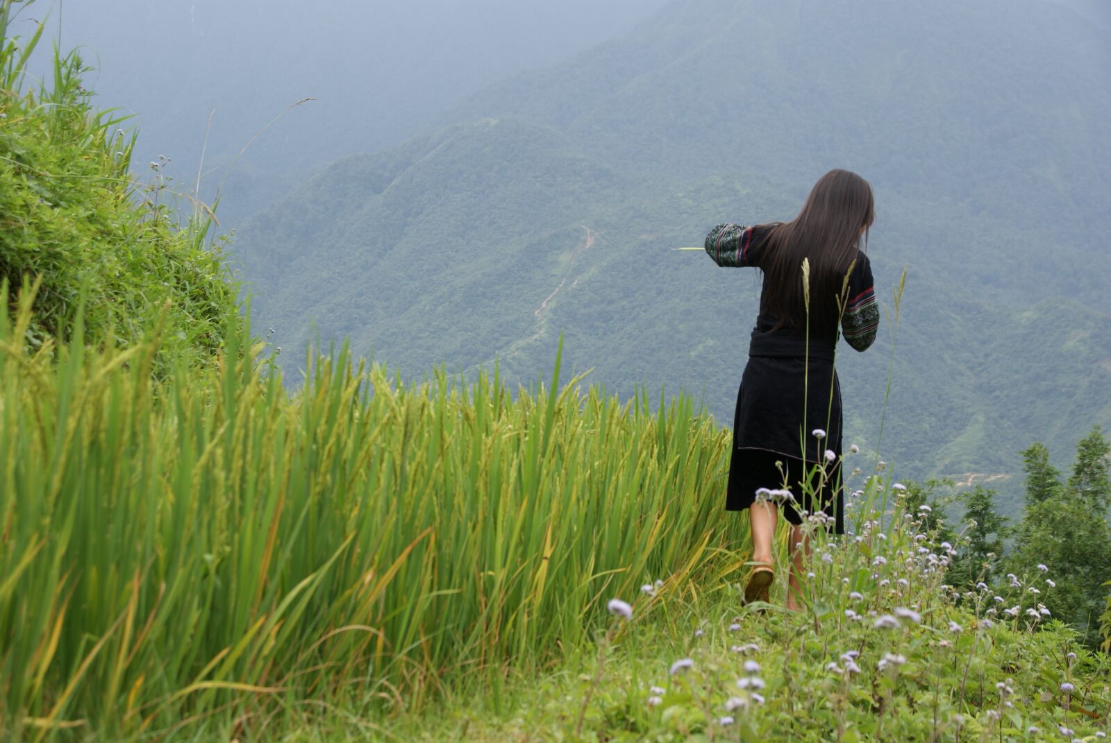 Sony Alpha DSLR-A230 sample photo. Rice, terrace, sapa photography