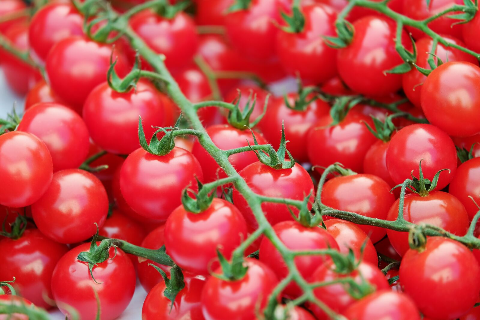 Fujifilm XF 55-200mm F3.5-4.8 R LM OIS sample photo. Trusses, tomatoes, red photography