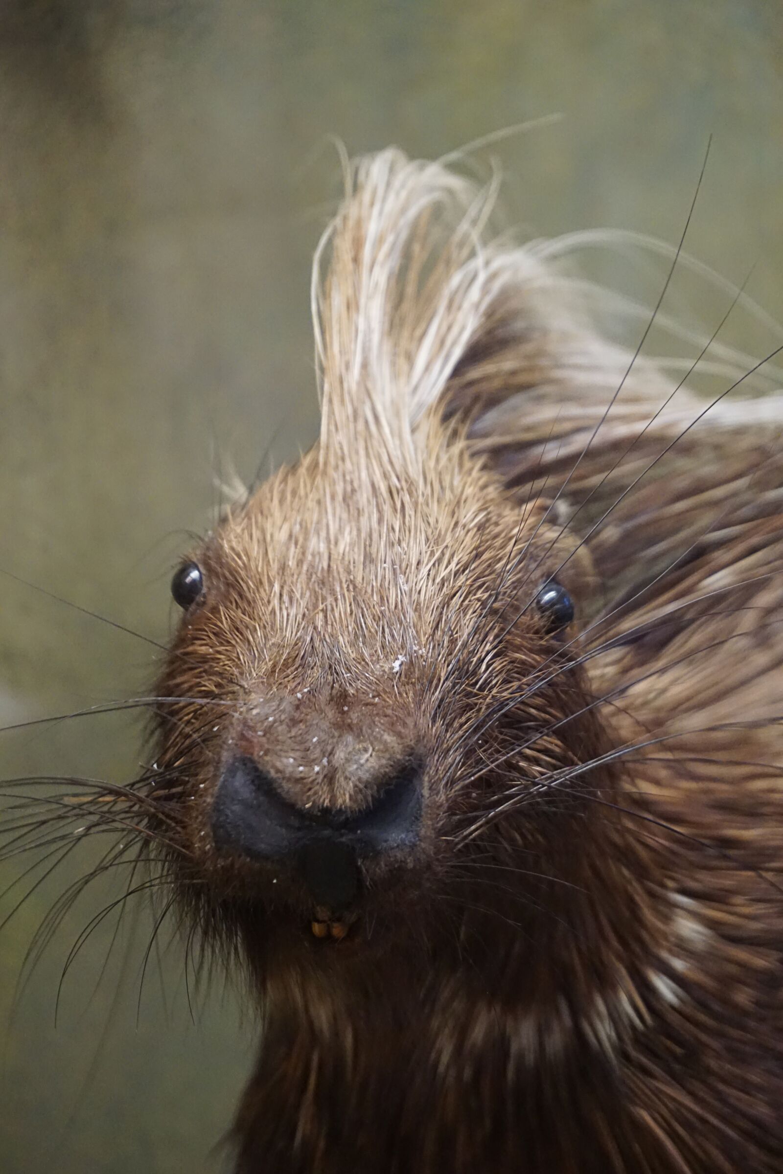 Sony a5100 sample photo. Porcupine, spur, pig photography