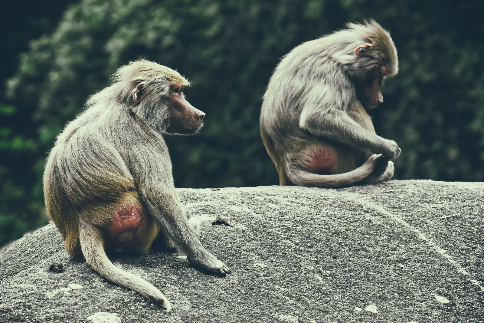 Nikon D7200 sample photo. Baboon, monkey, zoo photography