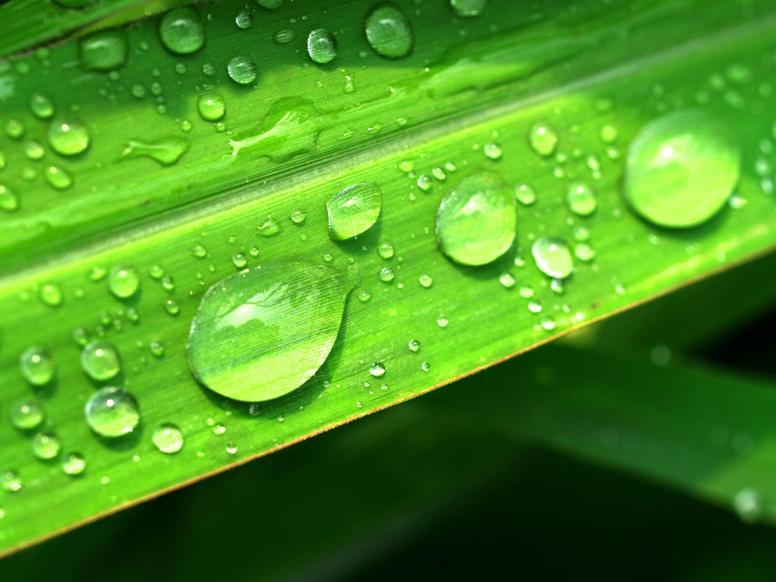 Olympus E-300 (EVOLT E-300) sample photo. Water, drops, leaf photography