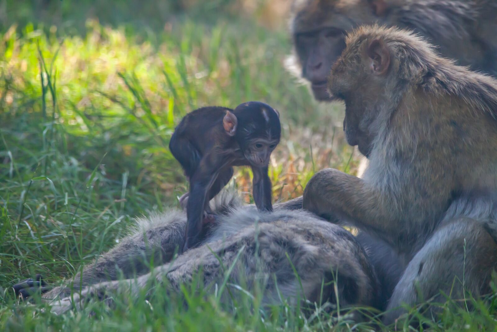 150-600mm F5-6.3 DG OS HSM | Contemporary 015 sample photo. Barbary macaque, juvenile barbary photography
