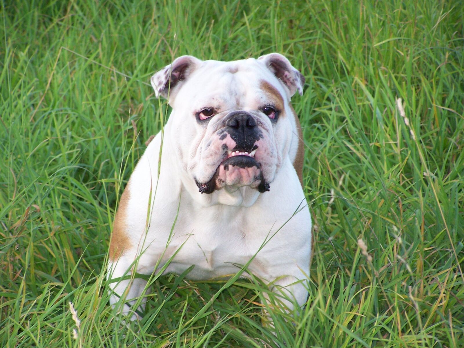 Kodak Z740 ZOOM DIGITAL CAMERA sample photo. Bulldog, english bulldog, dog photography