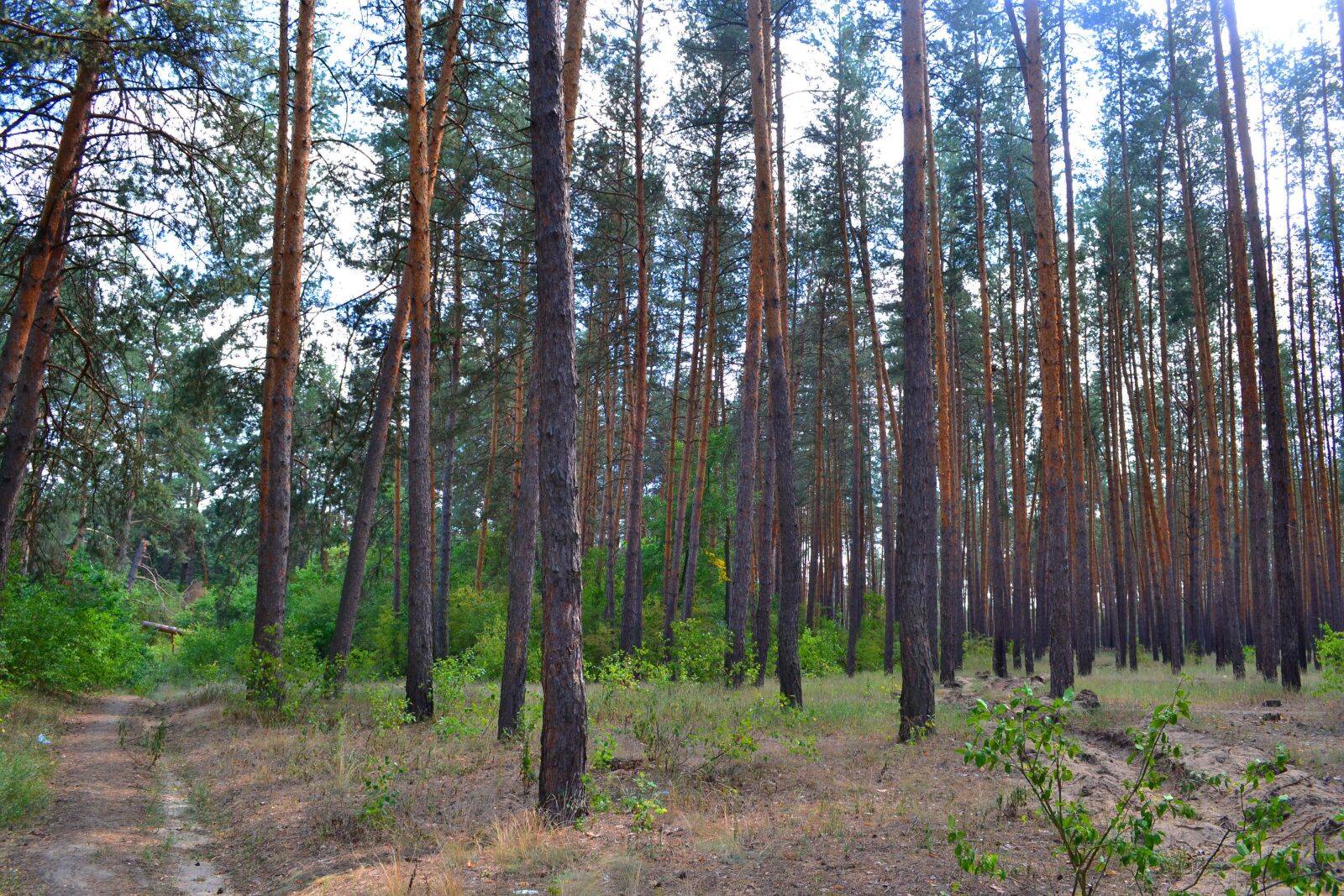 Nikon D3100 sample photo. Forest, pine, nature photography